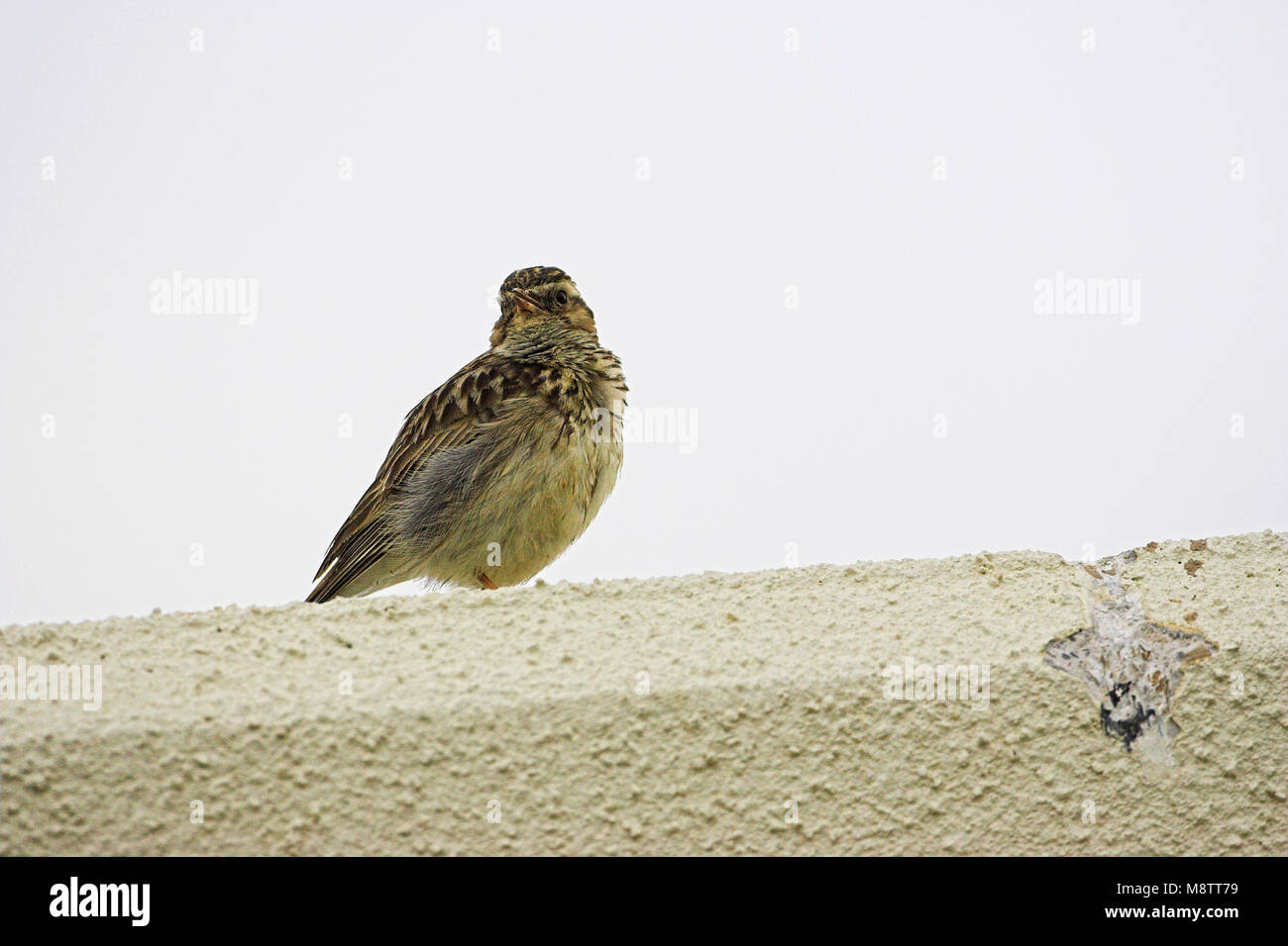 Woodlark Lullula arborea on building roof Corsica France Stock Photo