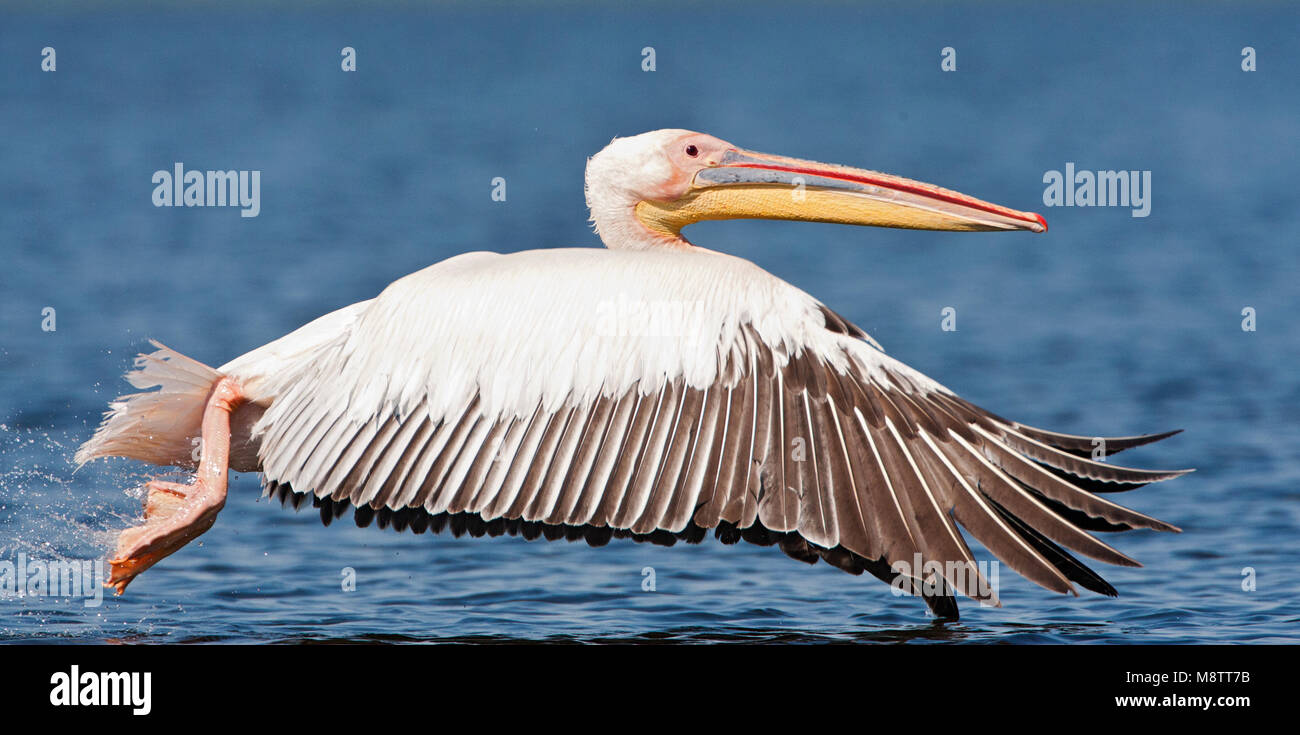 Roze Pelikaan, Great White Pelican, Pelecanus onocrotalus Stock Photo