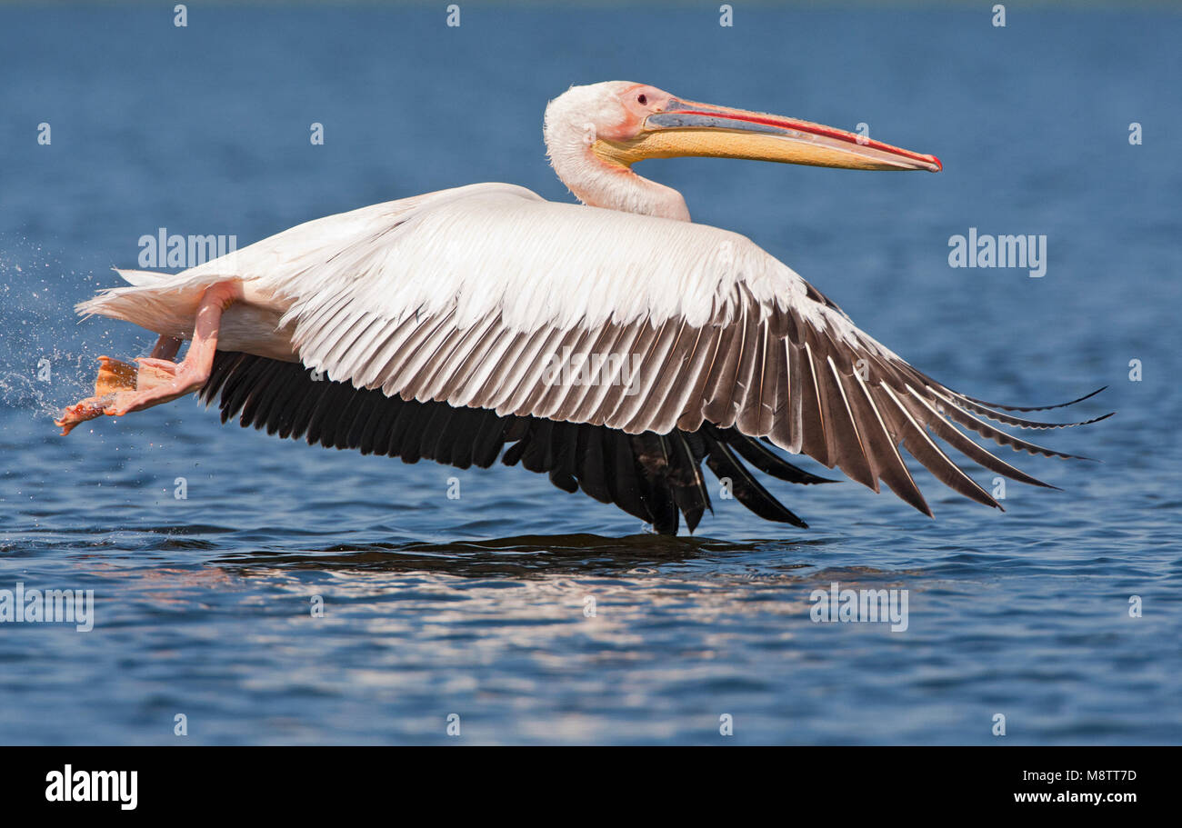 Roze Pelikaan, Great White Pelican, Pelecanus onocrotalus Stock Photo