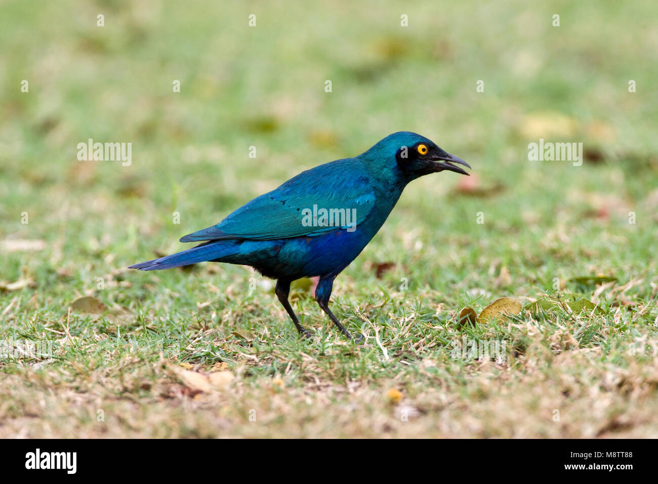 Groenstaart-glansspreeuw, Greater Blue-eared Starling, Lamprotornis chalybaeus Stock Photo