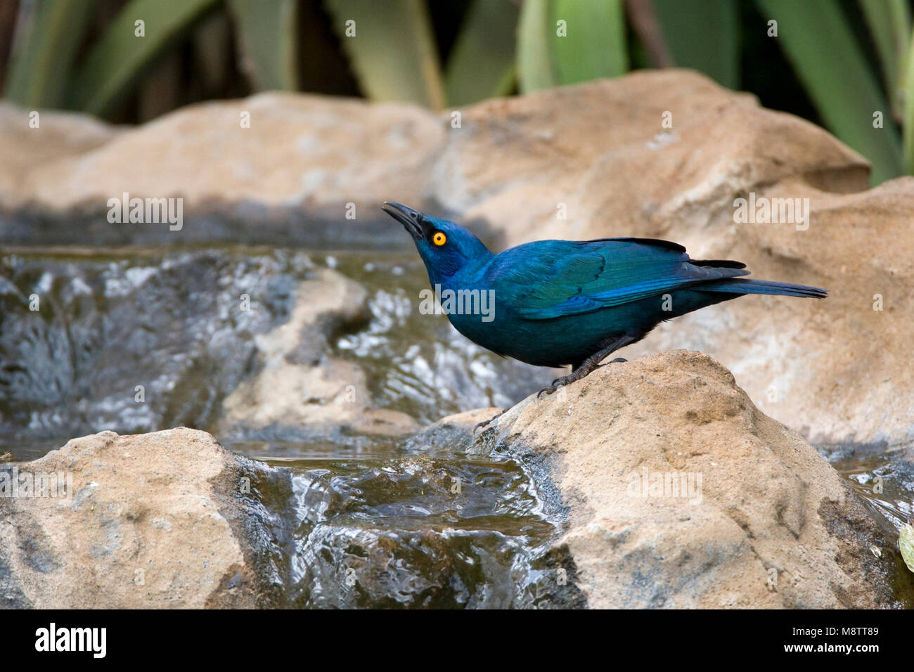 Groenstaart-glansspreeuw, Greater Blue-eared Starling, Lamprotornis chalybaeus Stock Photo