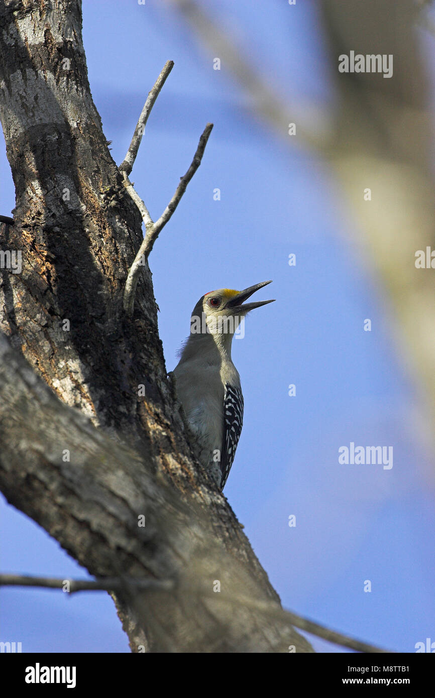 Golden-fronted woodpecker Melanerpes aurifrons Salineno Lower Rio Grande Valley Texas USA Stock Photo