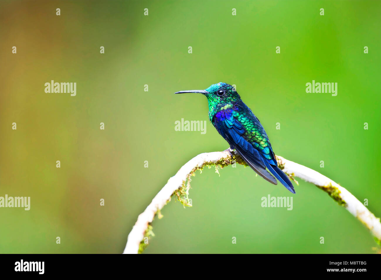 Crowned woodnymph hi-res stock photography and images - Alamy