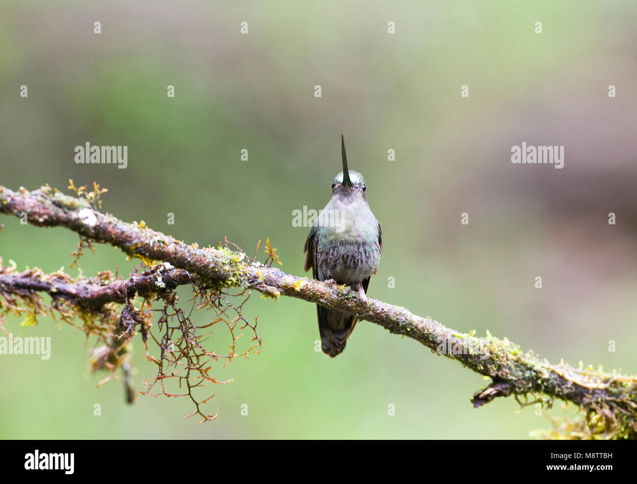 Groenvoorhoofdlancetkolibrie op tak; Green-fronted Lancebill perched Stock Photo