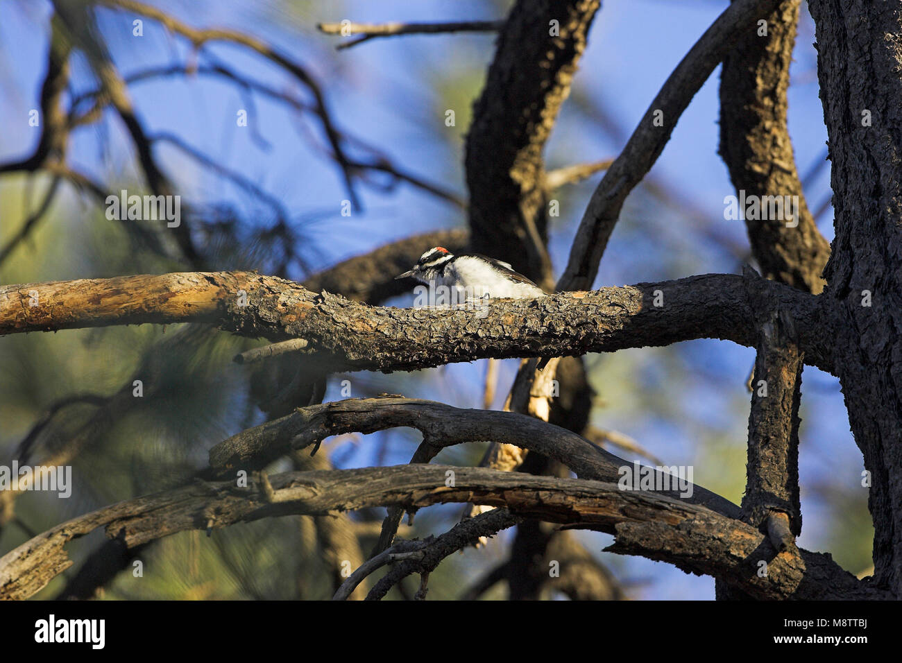 Hairy woodpecker Picoides villosus male on tree branch Little Walnut ...