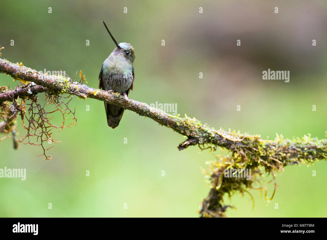 Groenvoorhoofdlancetkolibrie op tak; Green-fronted Lancebill perched Stock Photo