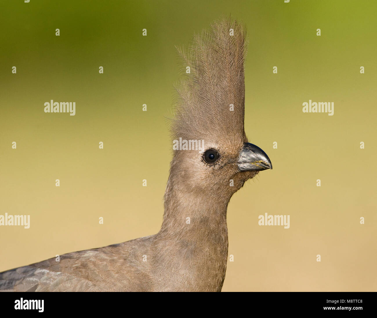 Vale Toerako, Grey Go-Away-Bird, Corythaixoides concolor Stock Photo