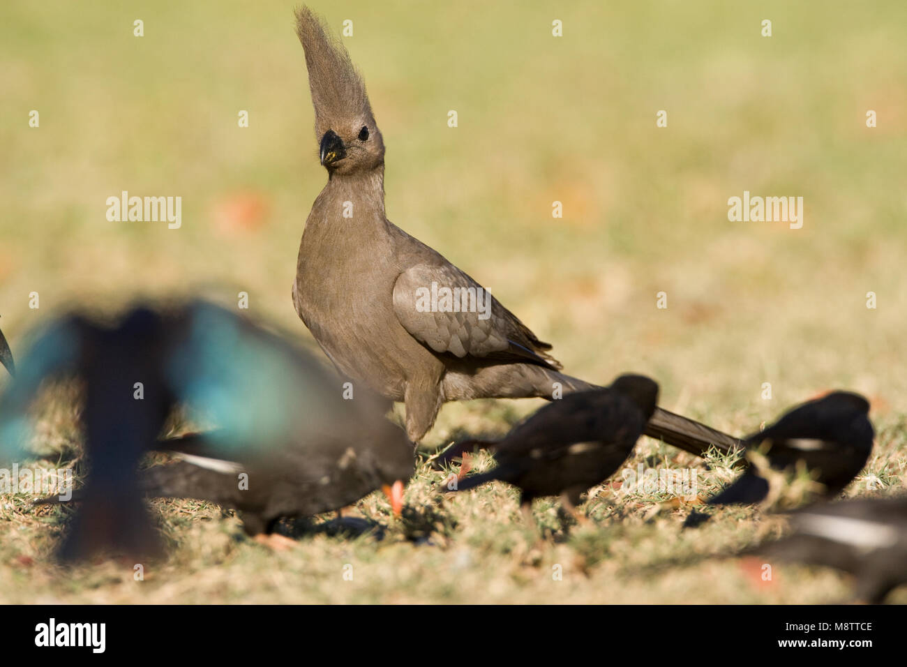 Vale Toerako, Grey Go-Away-Bird, Corythaixoides concolor Stock Photo