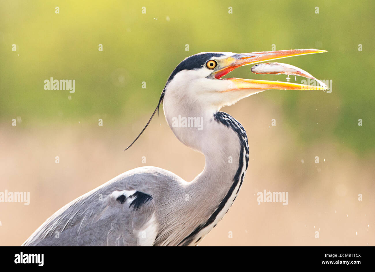 Blauwe Reiger vis etend; Grey Heron eating fish Stock Photo