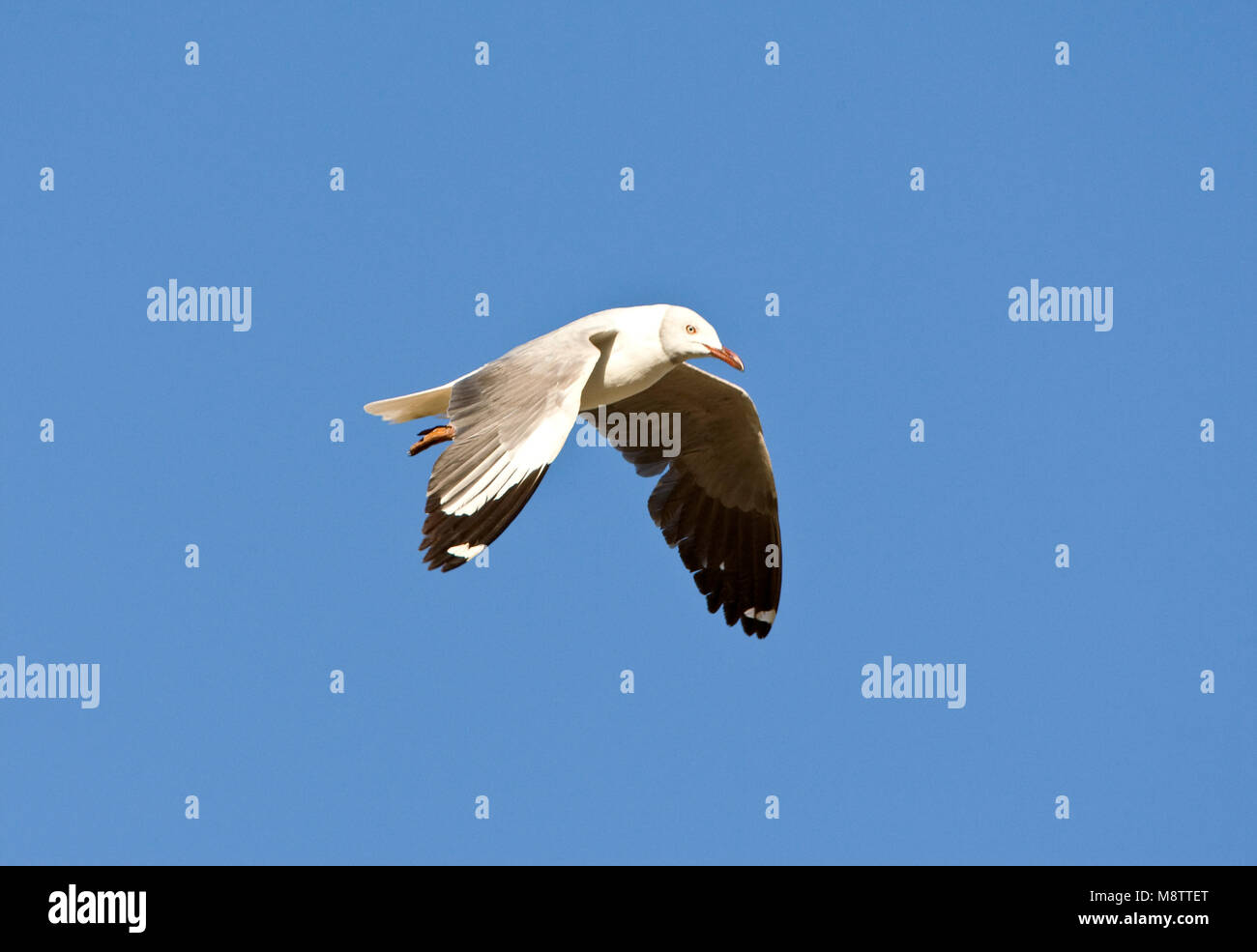 Grijskopmeeuw, Grey-headed Gull, Larus cirrocephalus Stock Photo