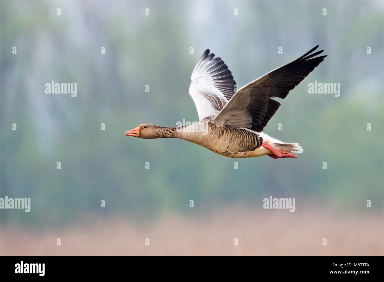 Grauwe Gans in de vlucht; Grey-lag Goose in flight Stock Photo