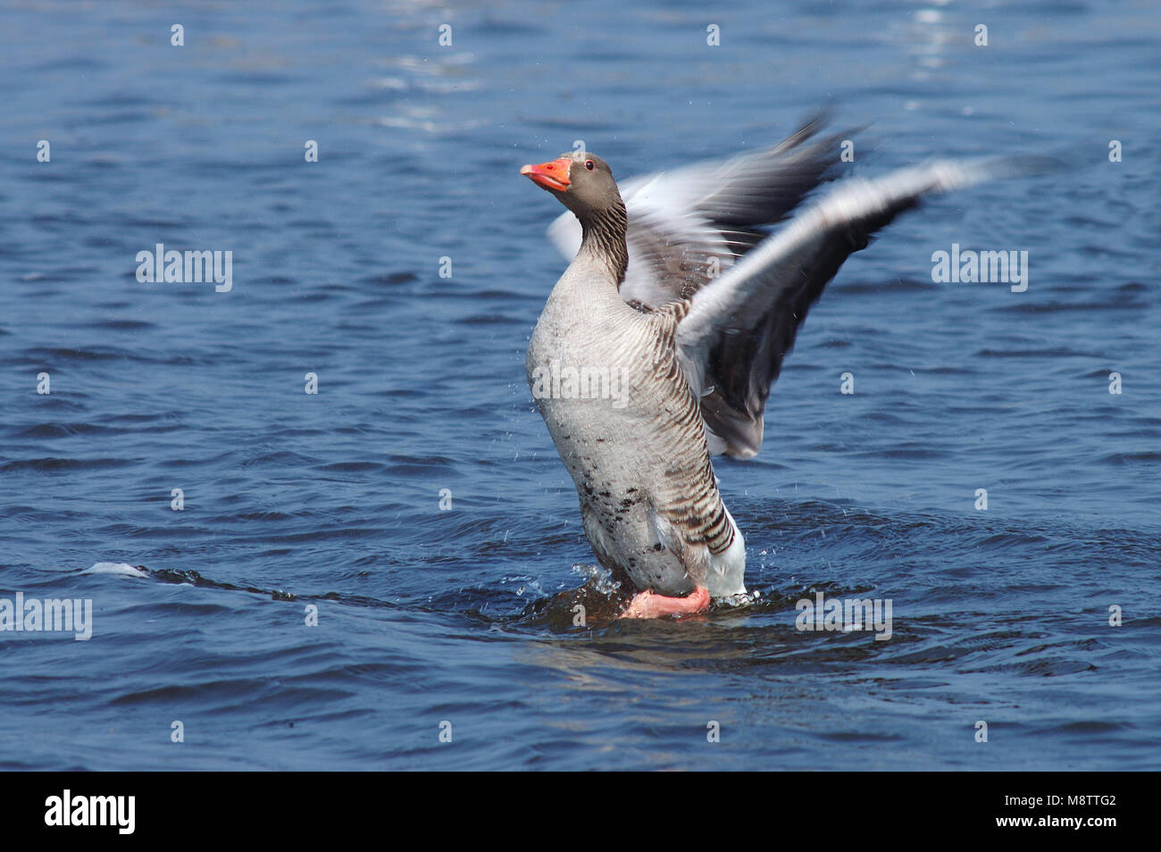 Grauwe Gans flapperend met vleugels; Greylag Goose wingflapping Stock Photo