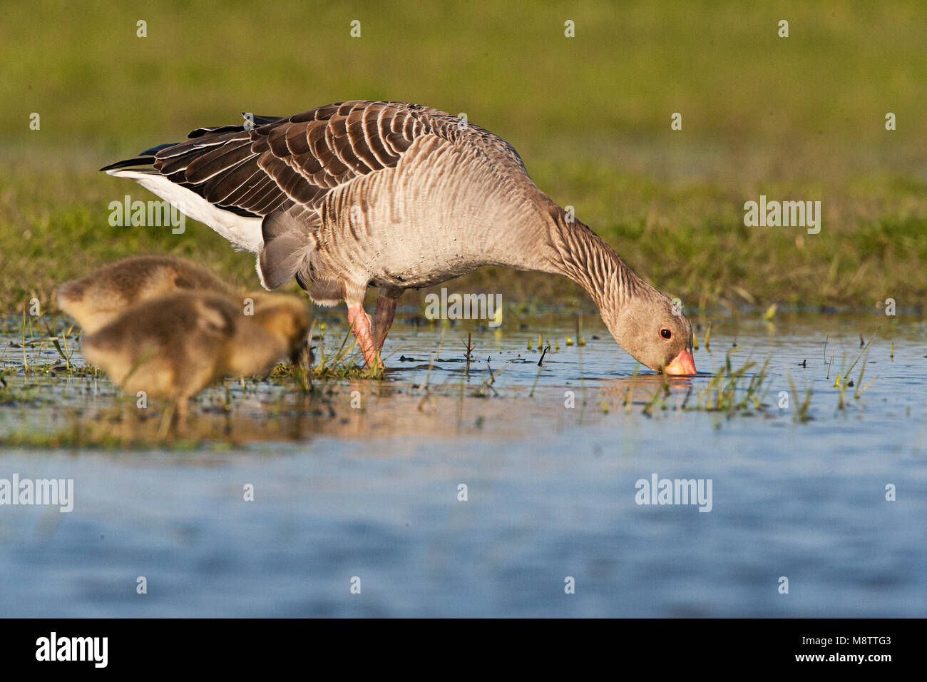 Grauwe Gans met jong, Greylag Goose with chick Stock Photo