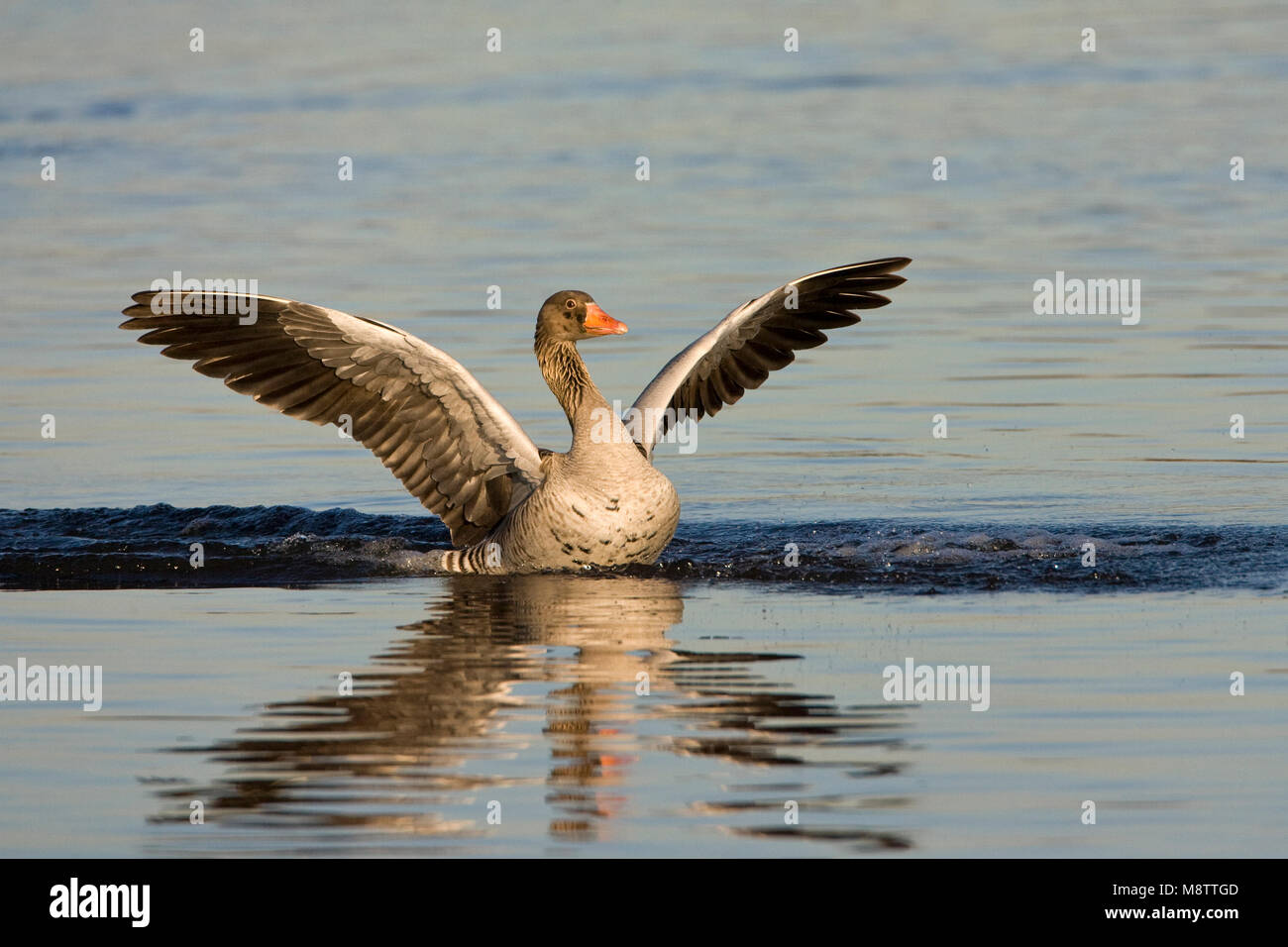 Grauwe Gans landend op water; Grey-lag Goose landing on water Stock Photo