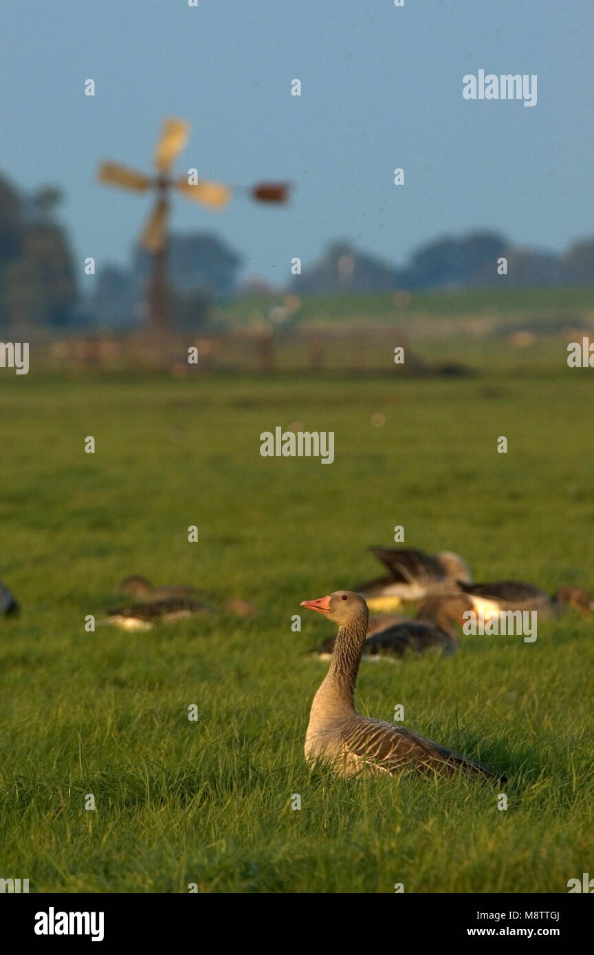 Grauwe Gans in de polder; Greylag Goose in a polder Stock Photo