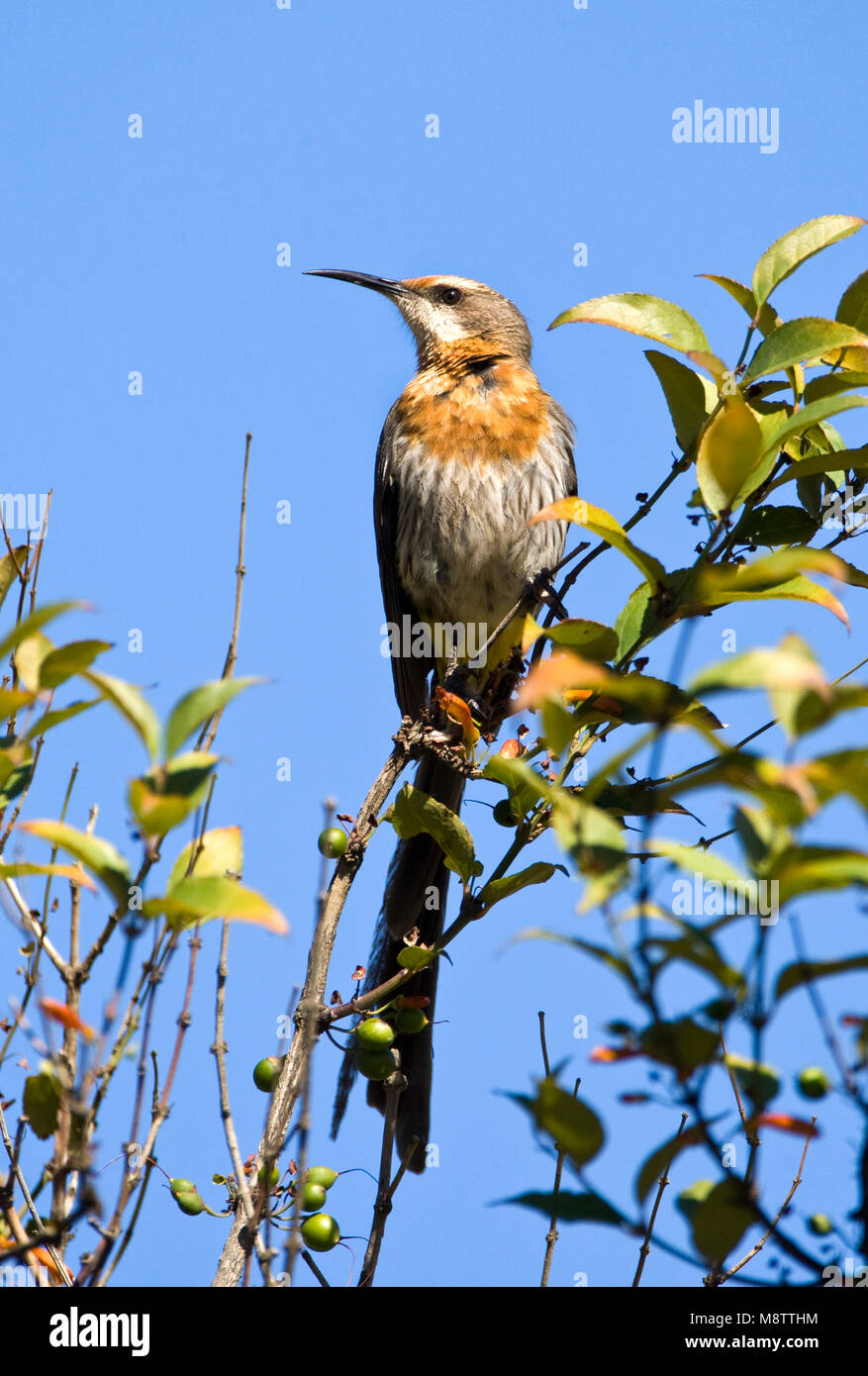 Gurneys Suikervogel, Gurney's Sugarbird, Promerops gurneyi Stock Photo