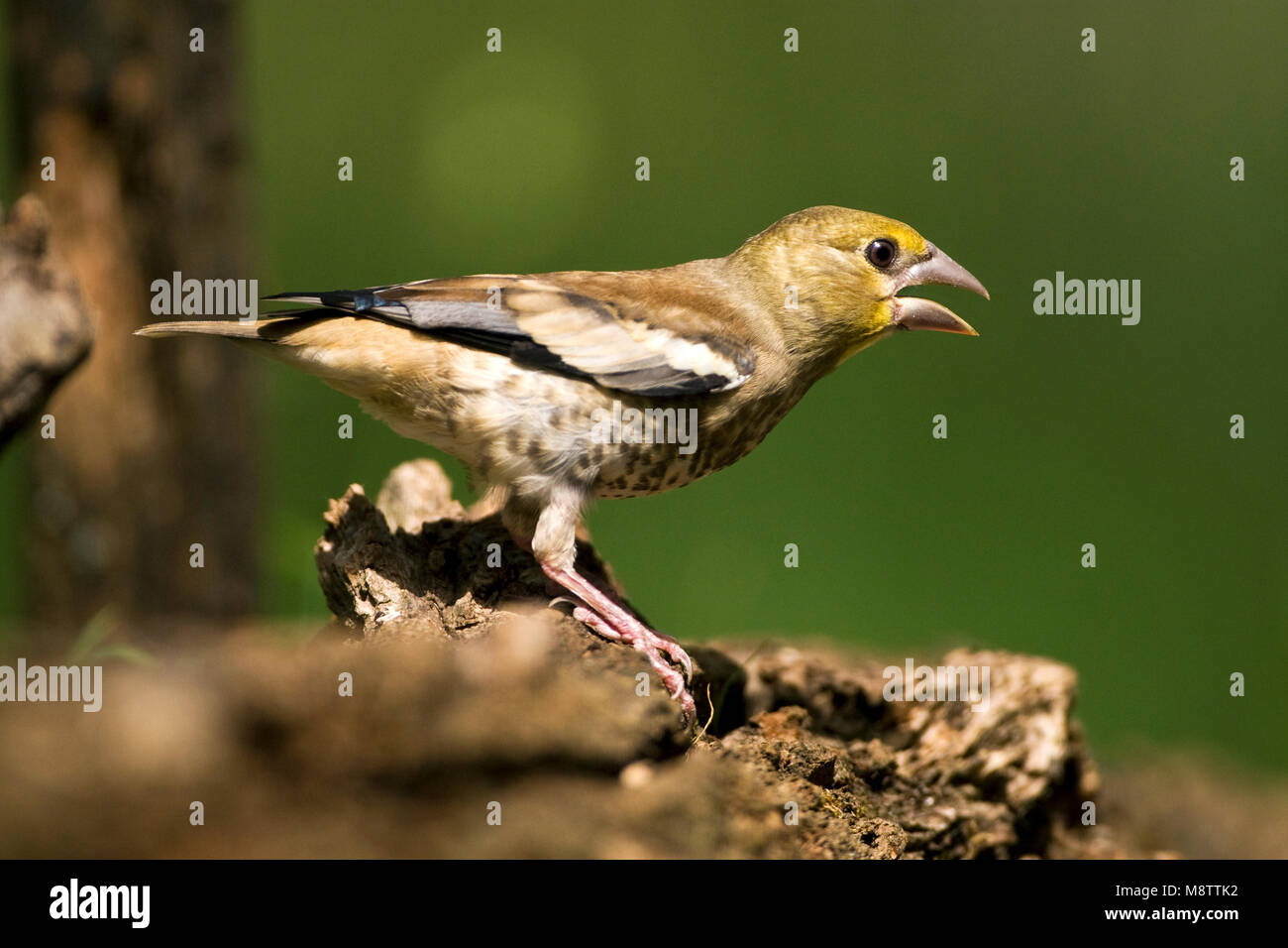 Onvolwassen Appelvink bij drinkplaats; Immature Hawfinch at drinking site Stock Photo