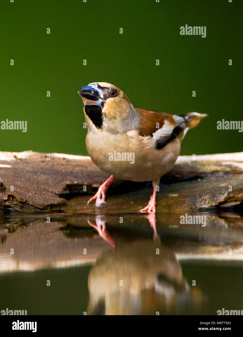 Appelvink, Hawfinch, Coccothraustes coccothraustes Stock Photo