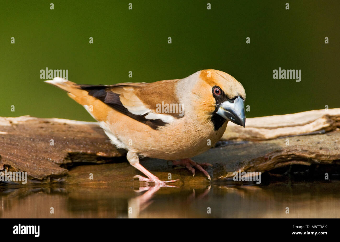 Appelvink, Hawfinch, Coccothraustes coccothraustes Stock Photo