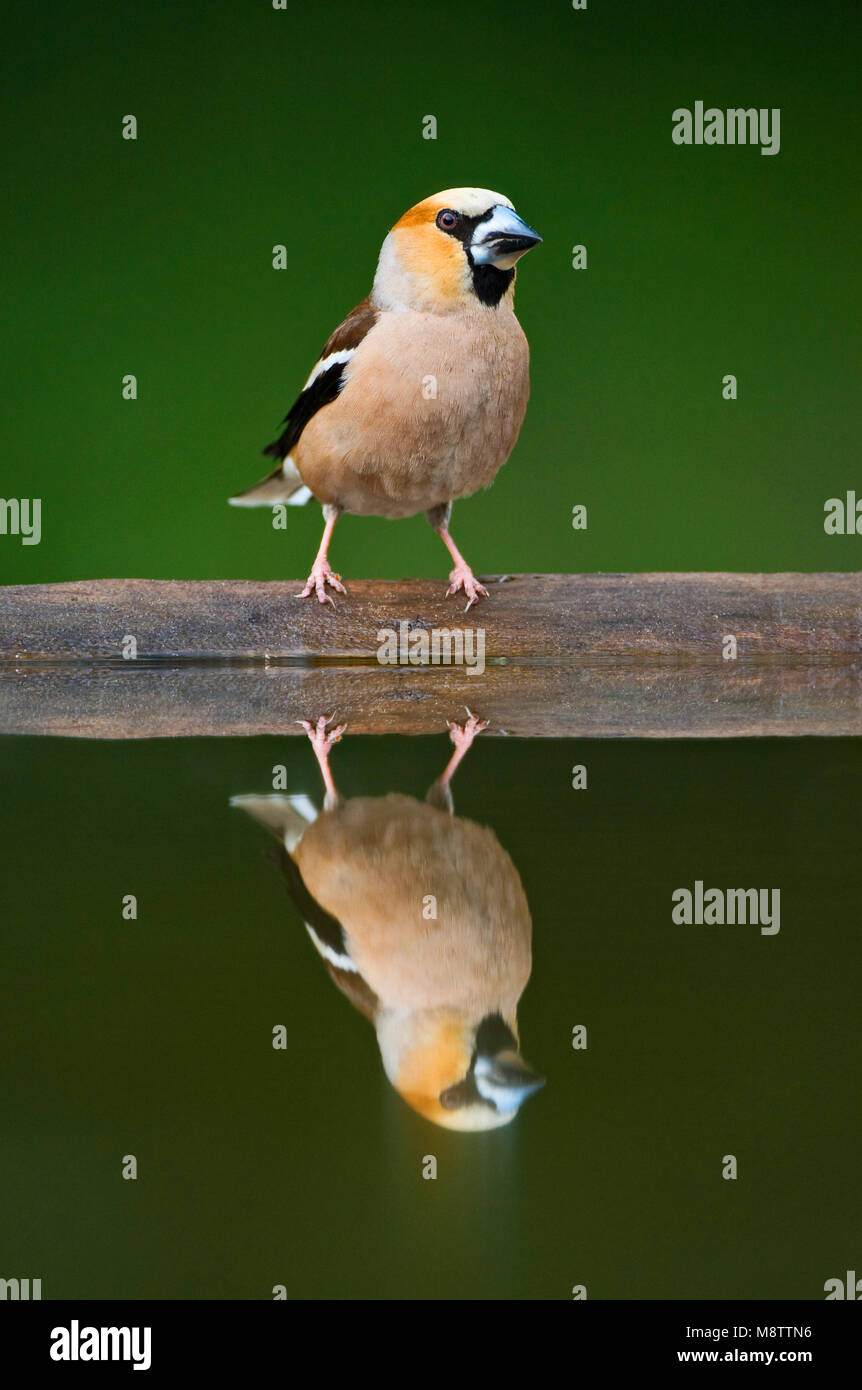 Appelvink, Hawfinch, Coccothraustes coccothraustes Stock Photo