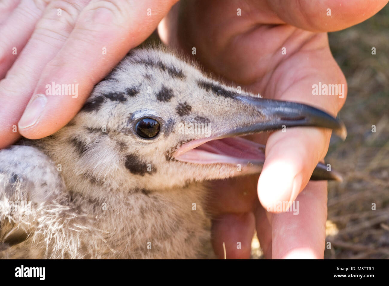 Donsjong van Zilvermeeuw; Chick of Herring Gull Stock Photo