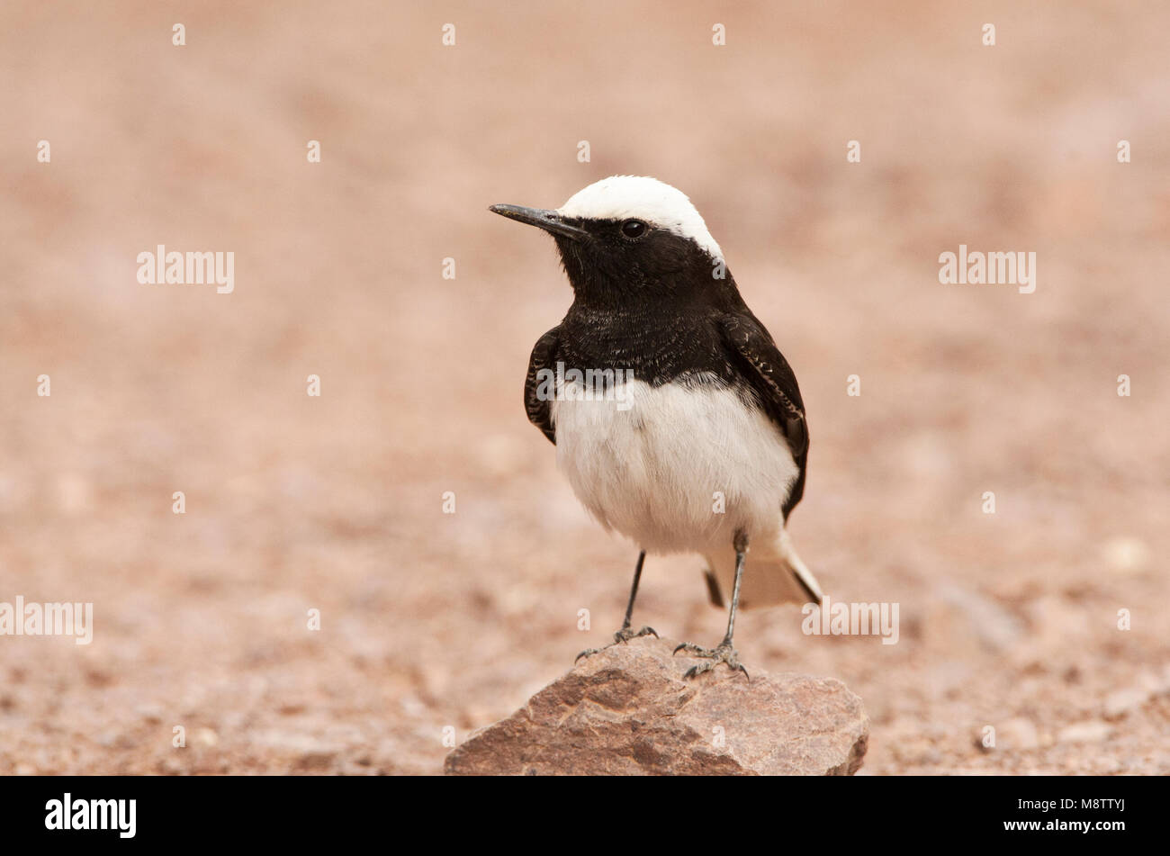 Monnikstapuit; Hooded Wheatear perched on a rock Stock Photo