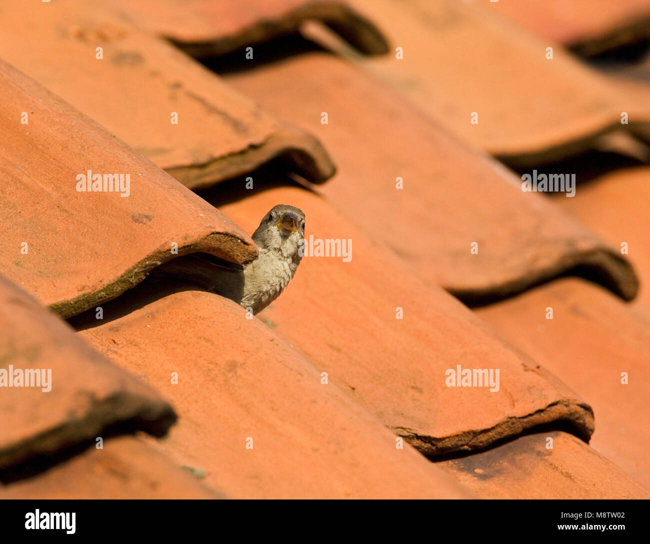 Huismus, House Sparrow, Passer domesticus Stock Photo