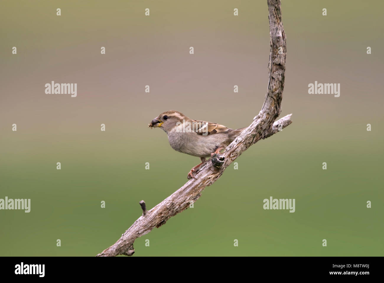 Huismus vrouwtje zittend op tak Nederland, House Sparrow female perched at branch Netherlands Stock Photo
