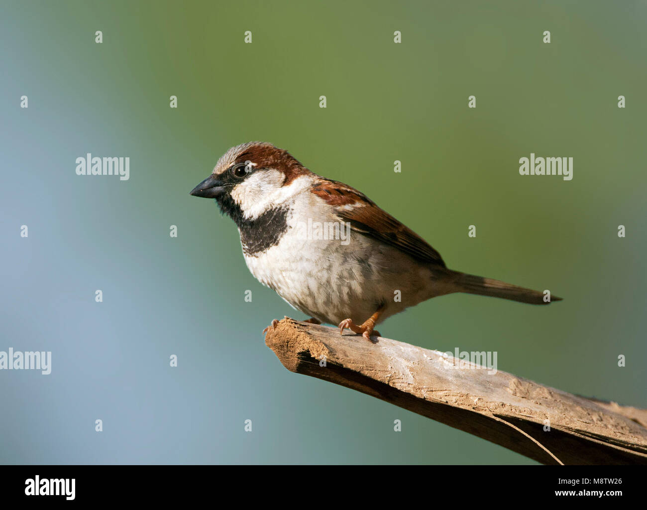 Huismus mannetje zittend op een palmtak in Eilat; House Sparrow male perched on a palm branch in Eilat (Israel) Stock Photo