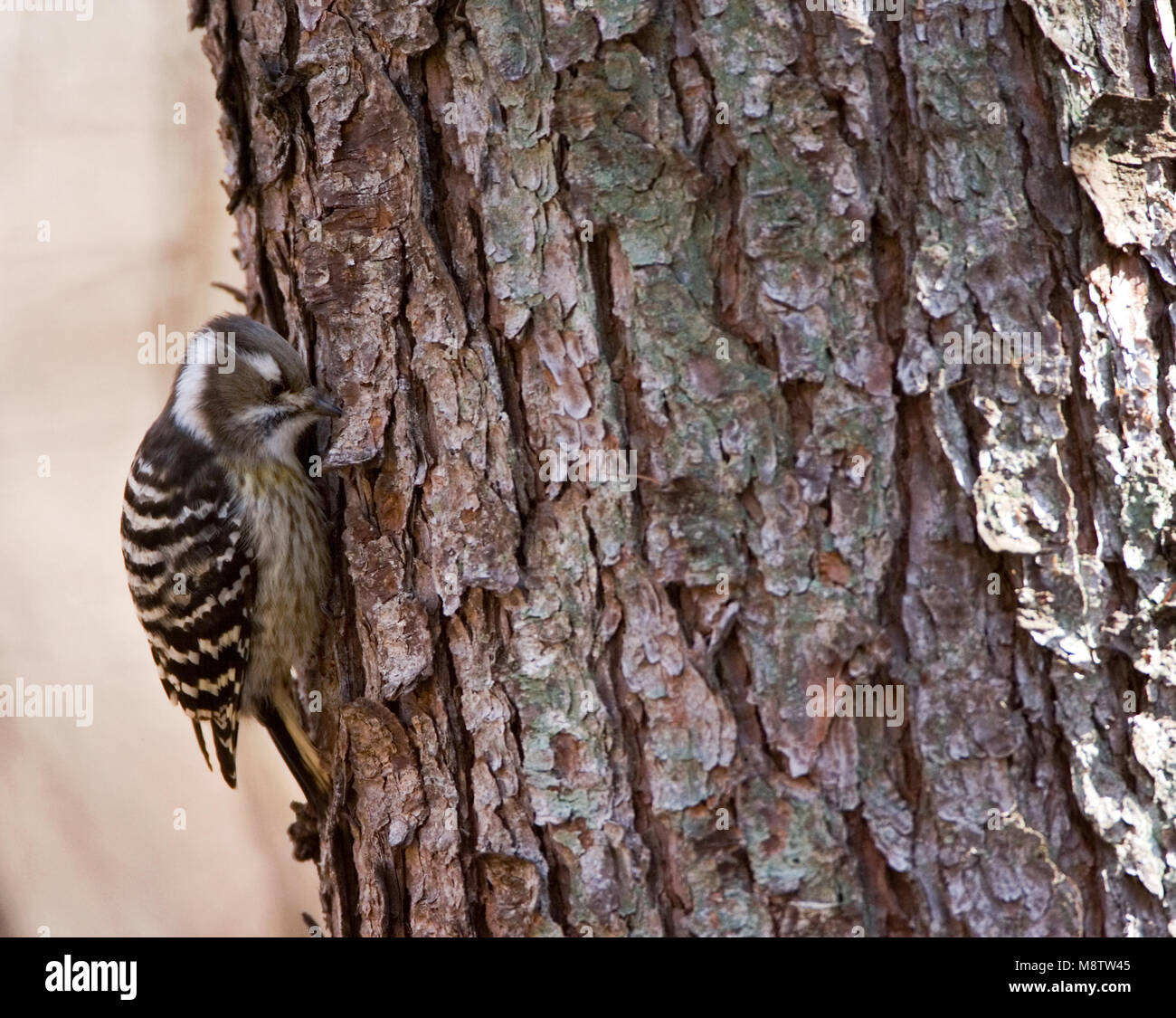 Japanse Dwergspecht tegen tak; Japanese Pygmy Woodpecker against branch Stock Photo