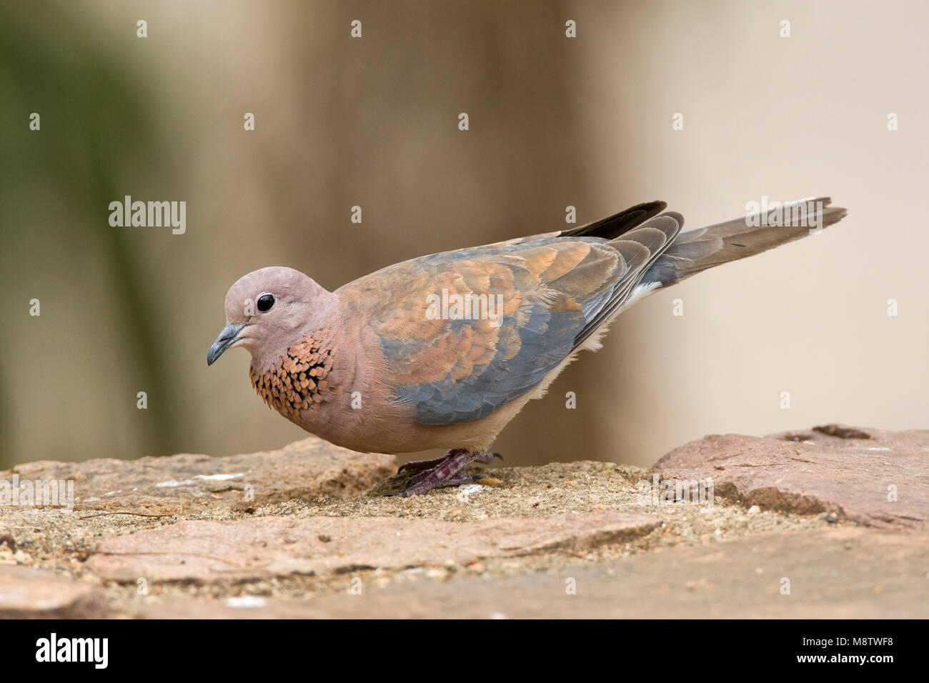 Palmtortel, Laughing Dove, Streptopelia senegalensis Stock Photo