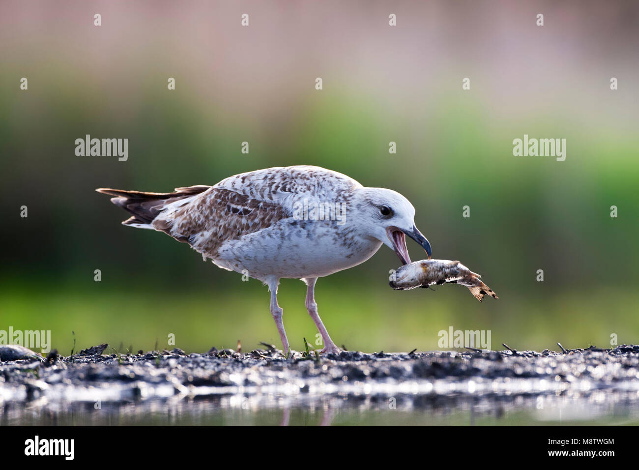 Pontische Meeuw, Caspian Gull, Larus cachinnans Stock Photo