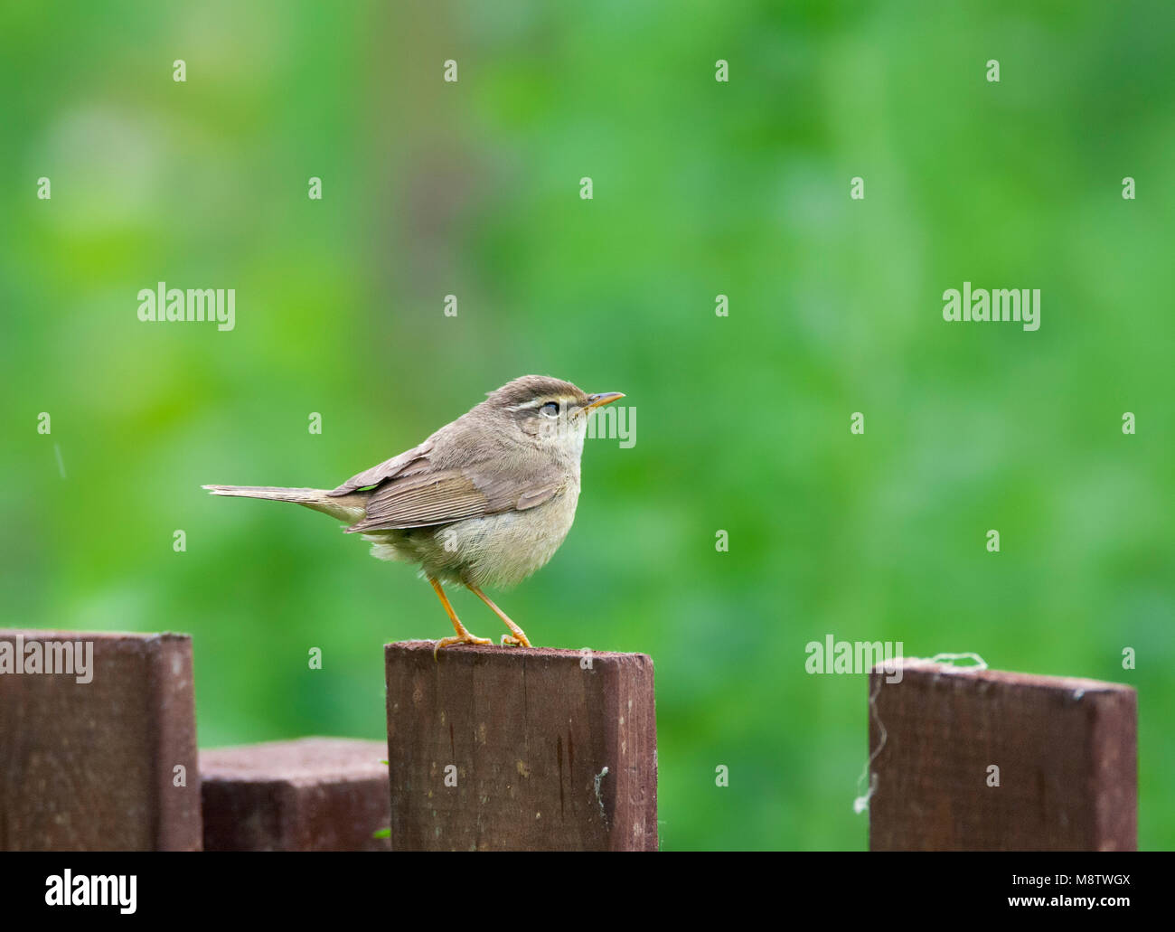 Raddes Boszanger op doortrek op Happy Island; Radde's Warbler during migration on Happy Island, China Stock Photo