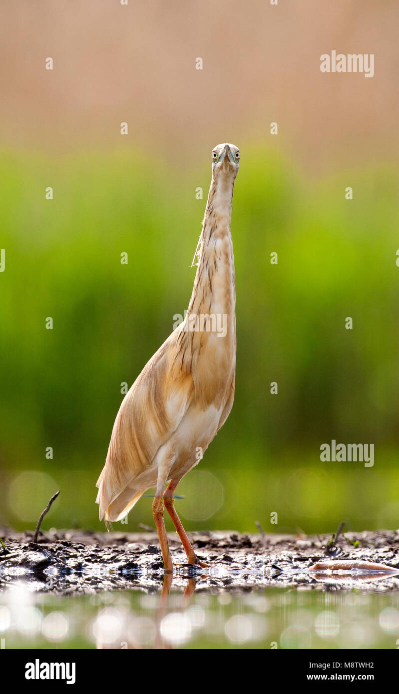 Ralreiger met intense blik langs een visvijver; Squacco Heron standing along a fishing pond Stock Photo