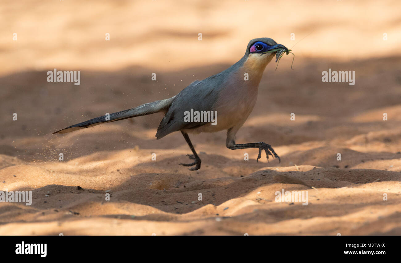 Rencoua rennend over de bosbodem van Spiny Forest; Running Coua (Coua cursor) running over dry forest ground. Stock Photo