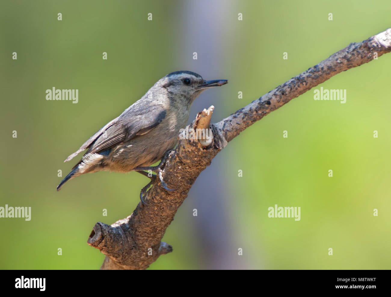 Chinese Boomklever met voer; Chinese Nuthatch (Sitta villosa) with food in its beak Stock Photo
