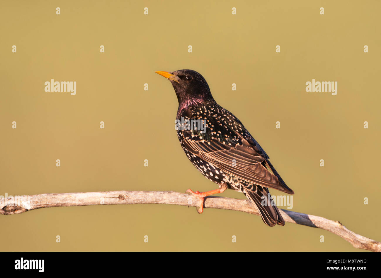 Spreeuw zittend op een tak; Common Starling sitting on a branch Stock Photo