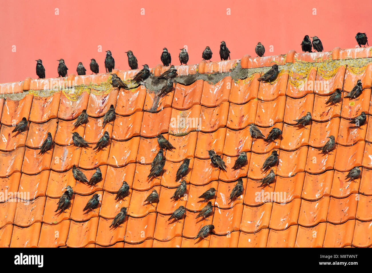 Groep Spreeuwen op een dak voor de vuurtoren van Texel; Common Starlings (Sturnus vulgaris) perched on a roof Stock Photo