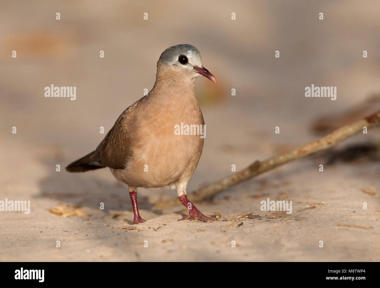 Staalvlekduif, Blue-spotted Wood Dove, Turtur afer Stock Photo