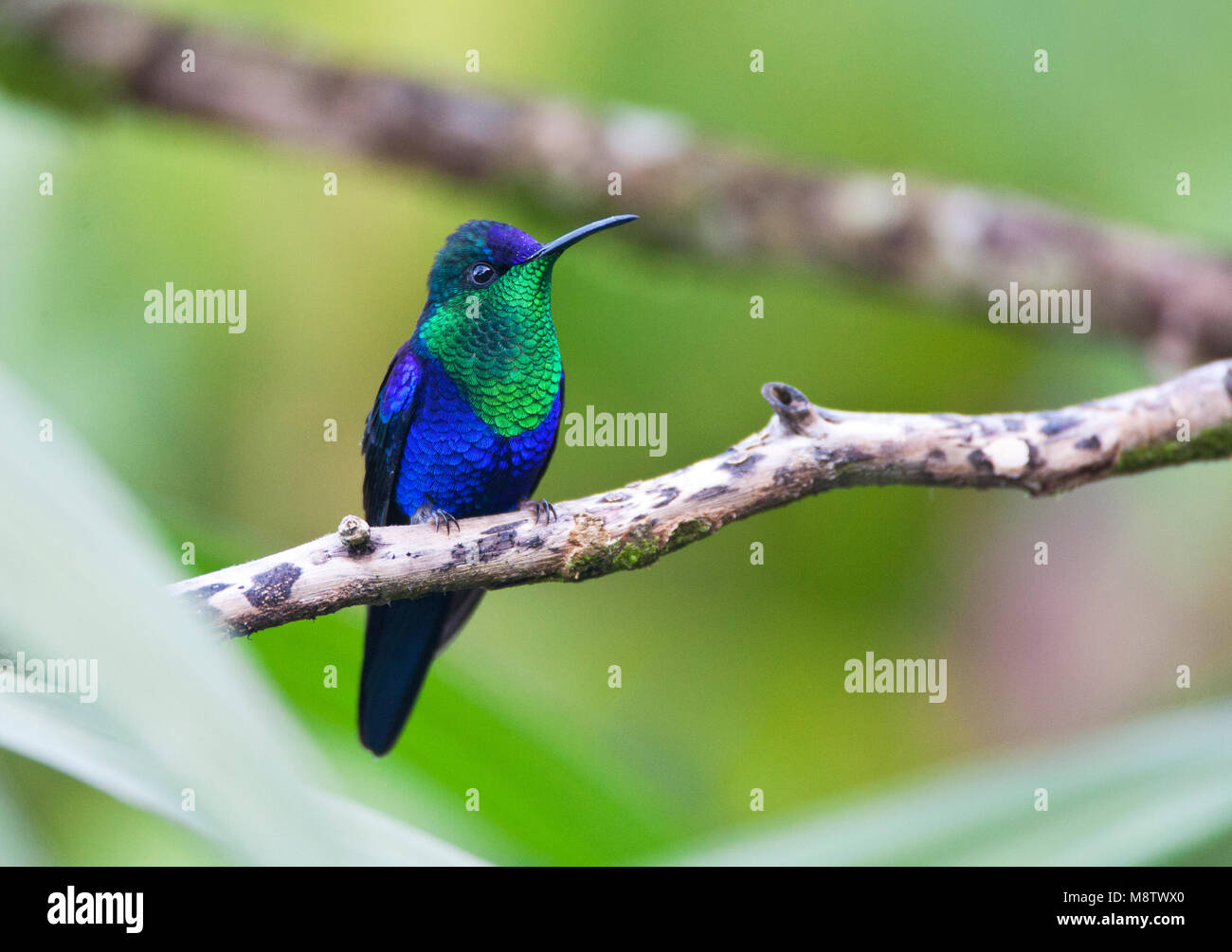 Violet crowned woodnymph hummingbird hi-res stock photography and ...