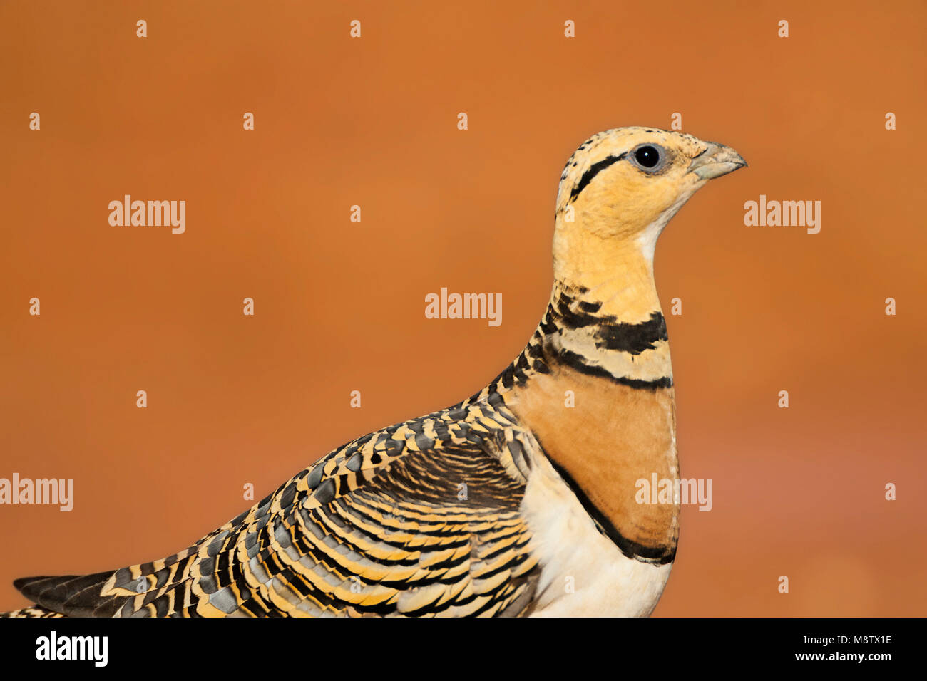 Pin-tailed Sandgrouse in Steppes of Belchite, Spain Stock Photo
