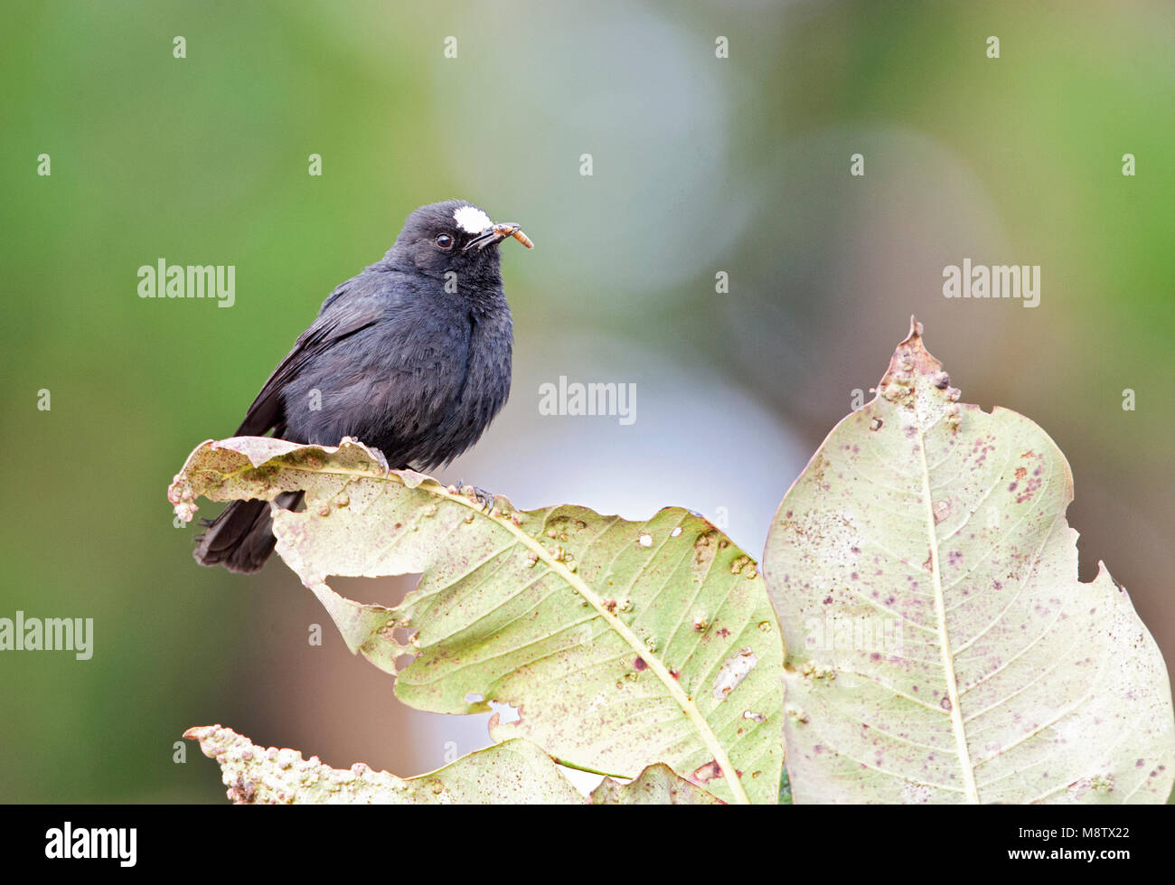 Witkapmiertapuit, White-fronted Black-Chat, Oenanthe albifrons frontalis Stock Photo