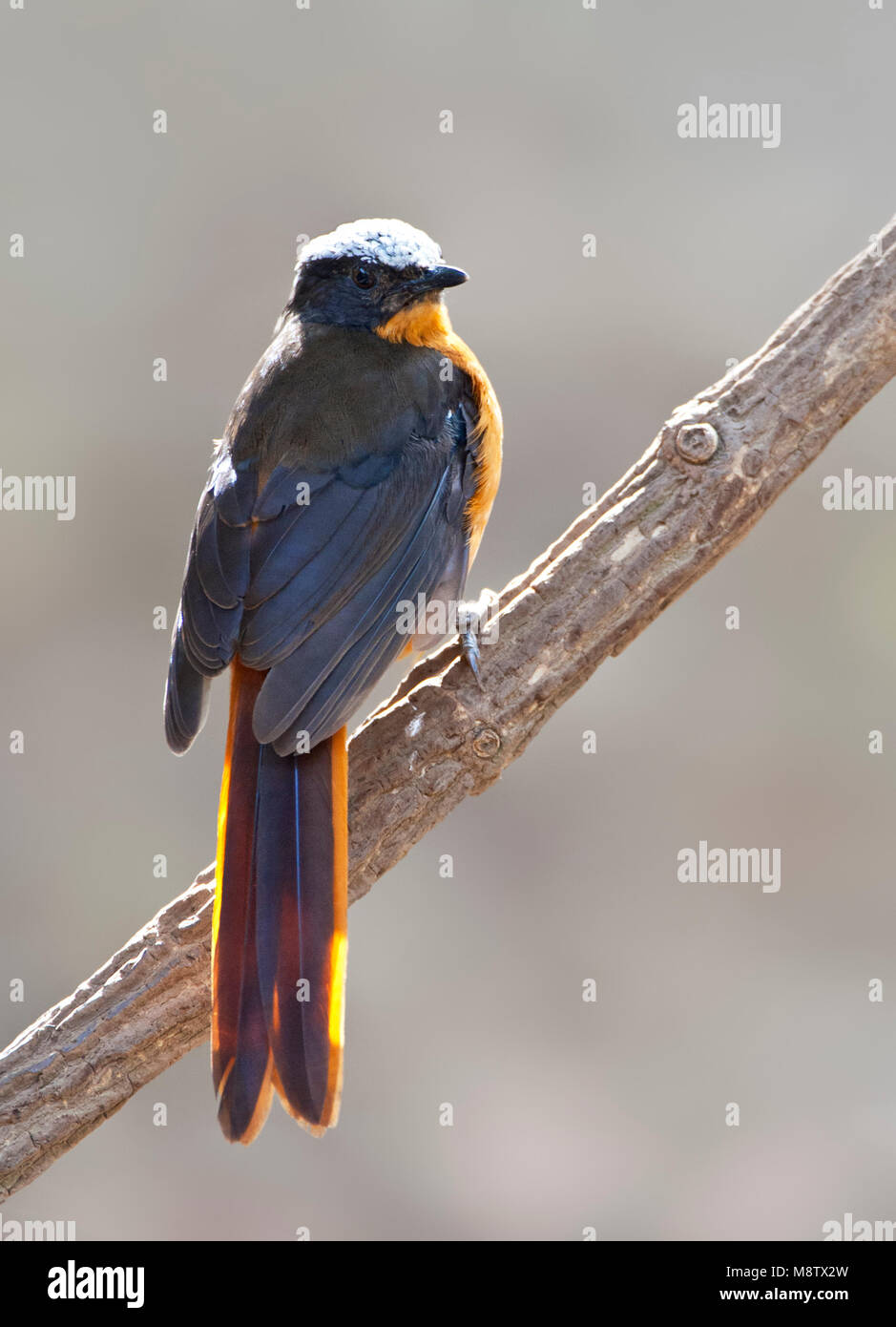 Schubkaplawaaimaker, White-crowned Robin-Chat, Cossypha albicapillus Stock Photo