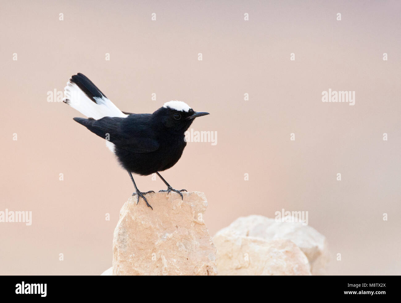Witkruintapuit zittend op uitkijkpost; White-crowned Wheatear perched on lookout Stock Photo