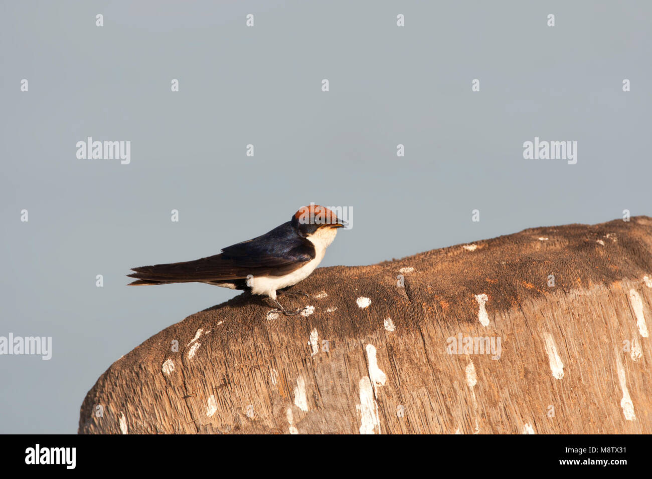Roodkruinzwaluw, Wire-tailed Swallow, Hirundo smithii Stock Photo