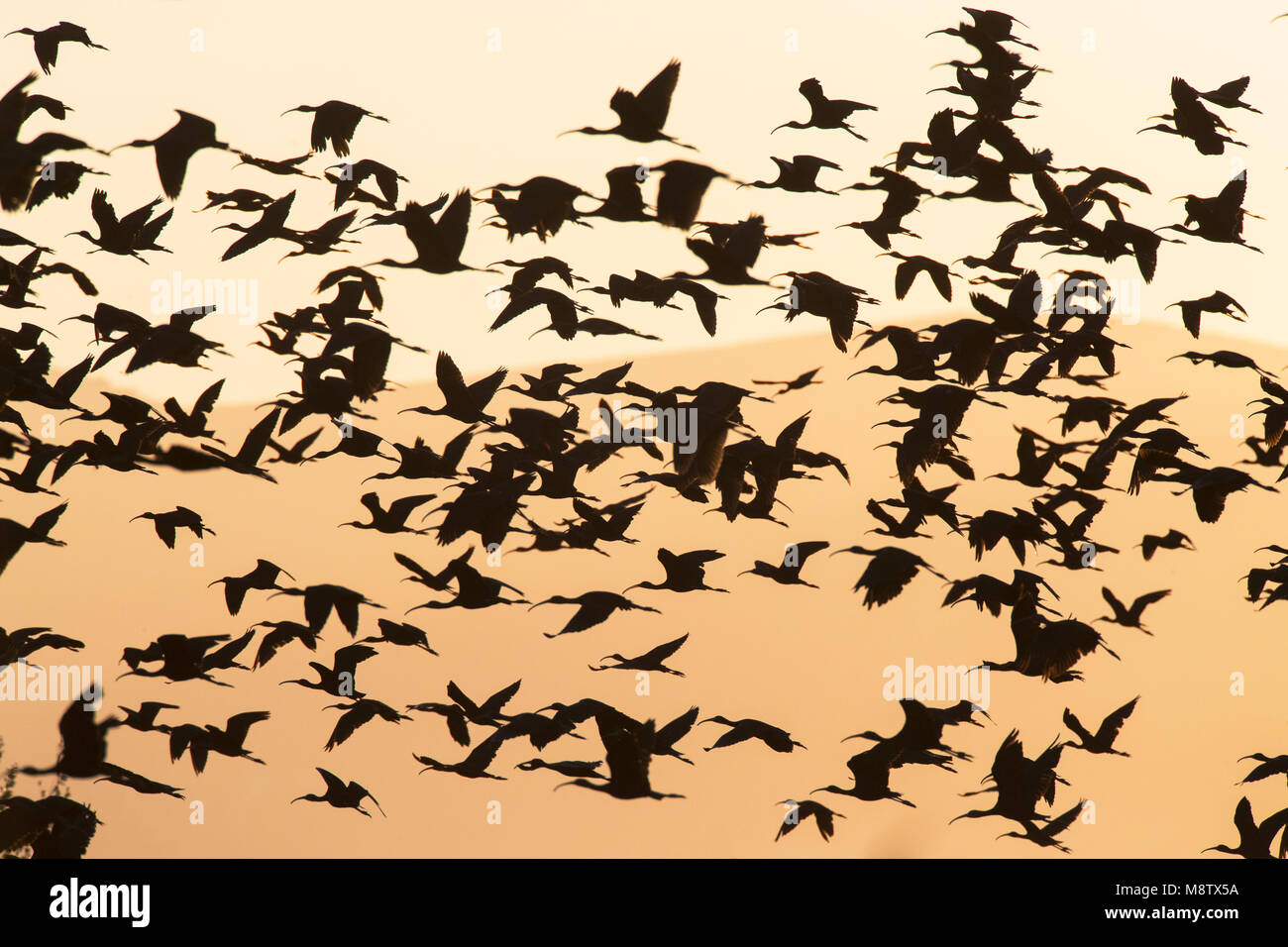 Glossy Ibis (Plegadis falcinellus) in flight over the Ebro delta, Spain Stock Photo