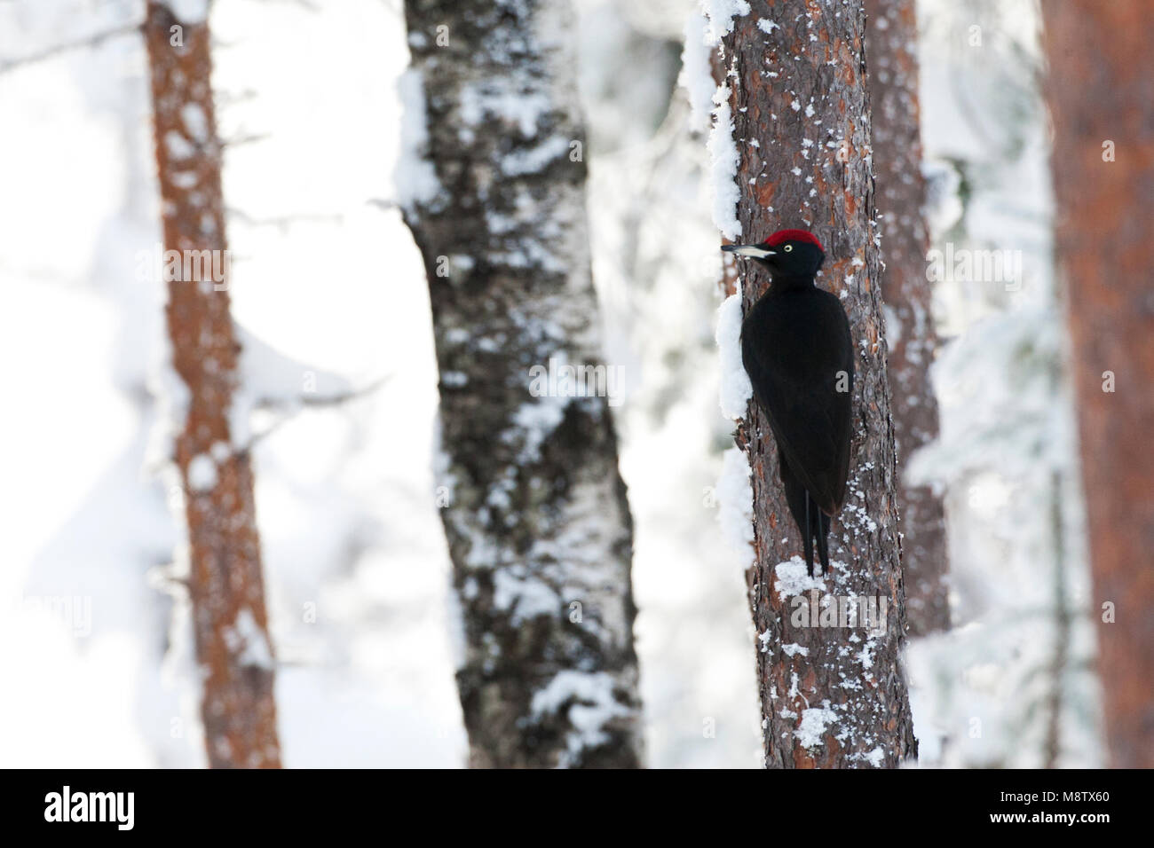 Zwarte Specht tegen een boom in besneeuwd taiga bos; Black Woodpecker perched against a tree in a snow covered taiga forest Stock Photo
