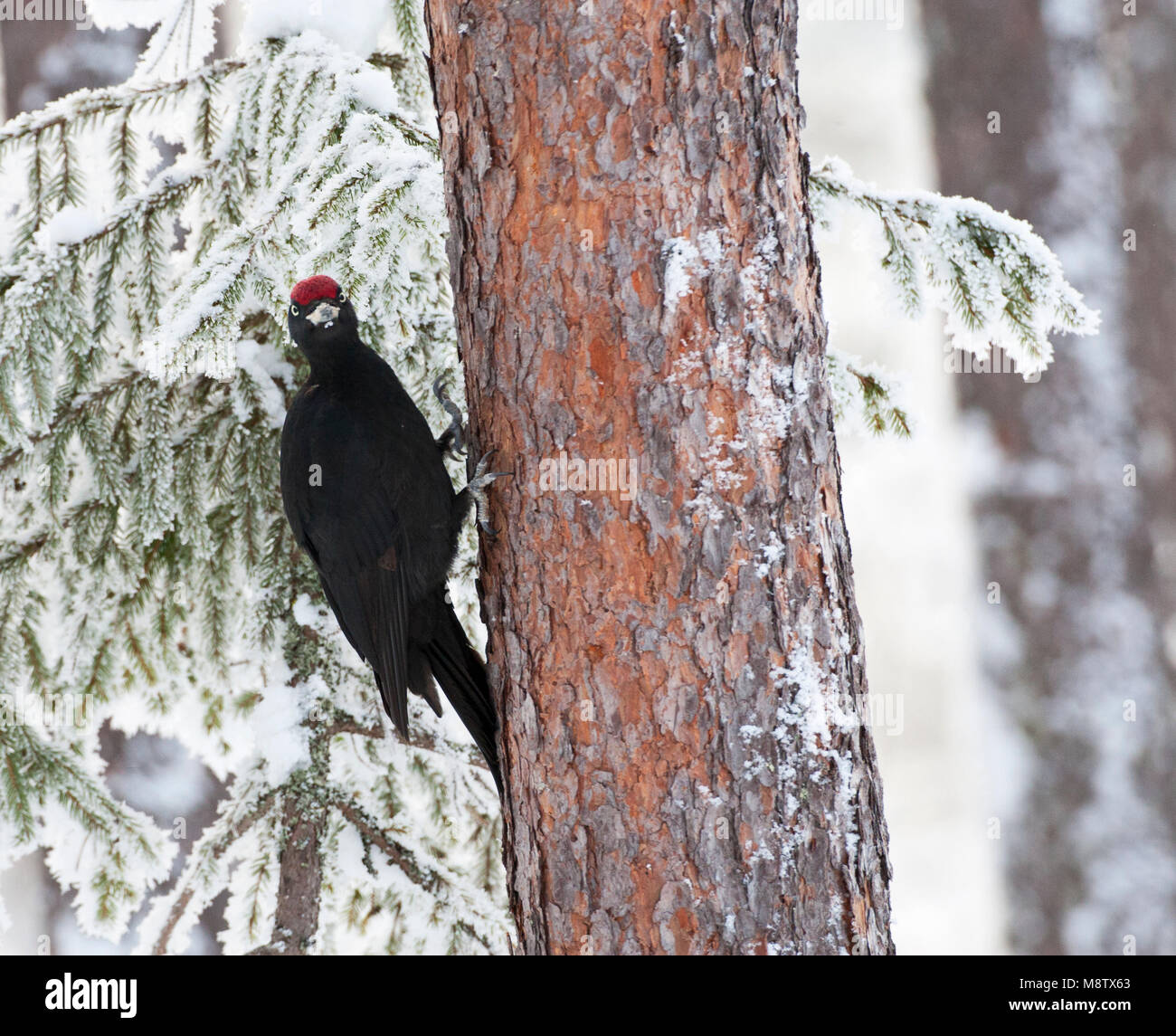 Zwarte Specht tegen een boom in besneeuwd taiga bos; Black Woodpecker perched against a tree in a snow covered taiga forest Stock Photo
