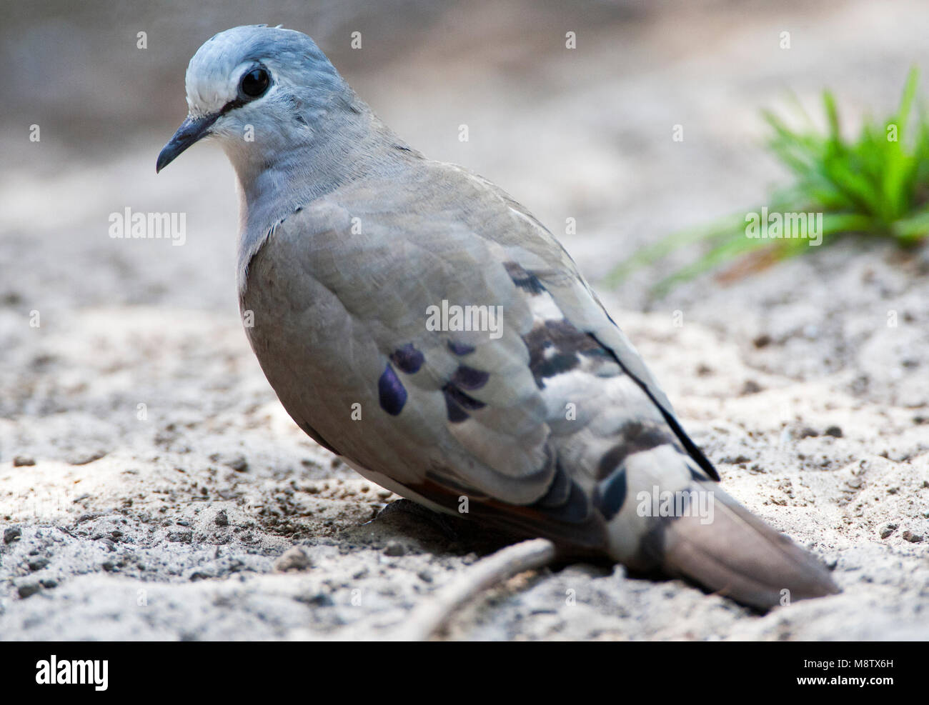 Zwartsnavelduif, Black-billed Wood-Dove, Turtur abyssinicus Stock Photo