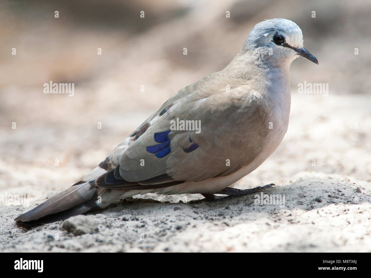 Zwartsnavelduif, Black-billed Wood-Dove, Turtur abyssinicus Stock Photo